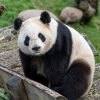 The 800-Pound Panda in Obama&rsquo;s Asia Speech