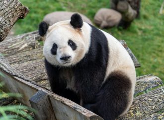 The 800-Pound Panda in Obama&rsquo;s Asia Speech