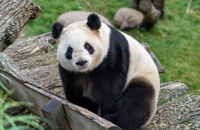 The 800-Pound Panda in Obama&rsquo;s Asia Speech